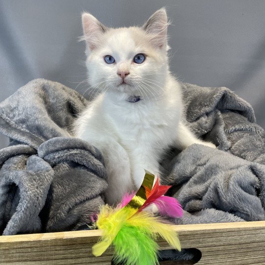 chaton Ragdoll Uderzo Les Ragdolls de la Croisette