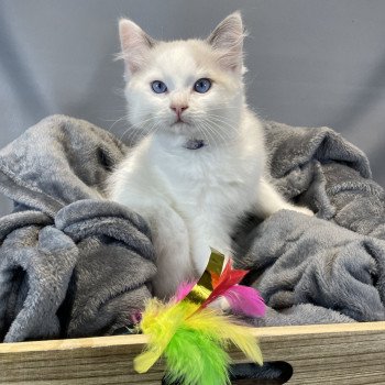 chaton Ragdoll Uderzo Les Ragdolls de la Croisette