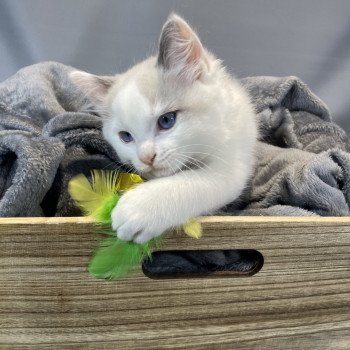 chaton Ragdoll Uderzo Les Ragdolls de la Croisette