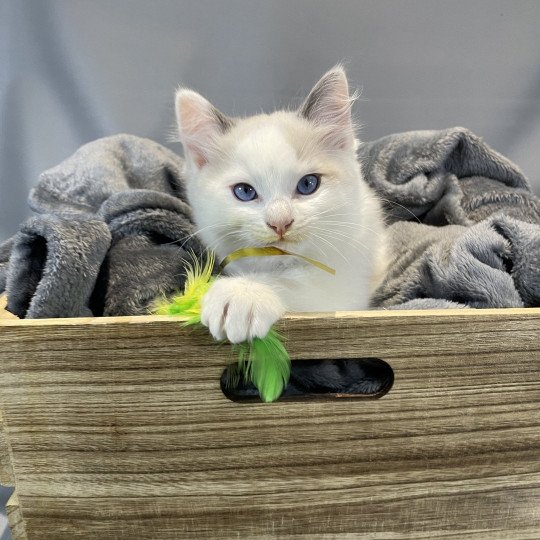 chaton Ragdoll Uderzo Les Ragdolls de la Croisette