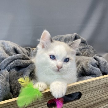 chaton Ragdoll Uderzo Les Ragdolls de la Croisette