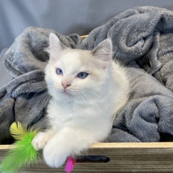 chaton Ragdoll Uderzo Les Ragdolls de la Croisette