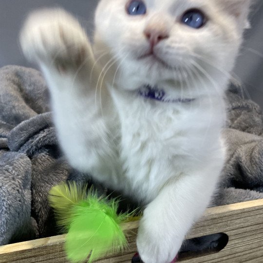 chaton Ragdoll Uderzo Les Ragdolls de la Croisette