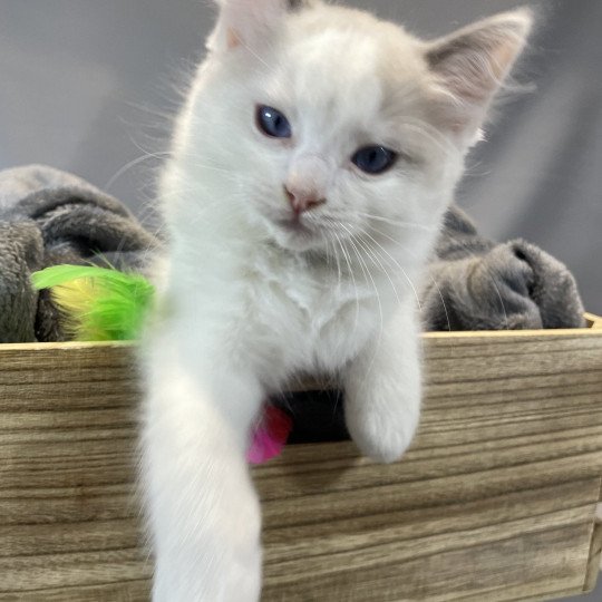 chaton Ragdoll Uderzo Les Ragdolls de la Croisette