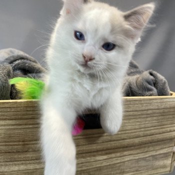 chaton Ragdoll Uderzo Les Ragdolls de la Croisette