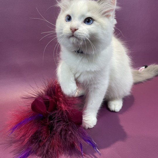 chaton Ragdoll blue point bicolor Uderzo Les Ragdolls de la Croisette