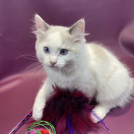 chaton Ragdoll blue point bicolor Uderzo Les Ragdolls de la Croisette