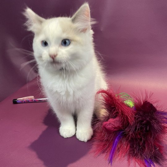 chaton Ragdoll blue point bicolor Uderzo Les Ragdolls de la Croisette