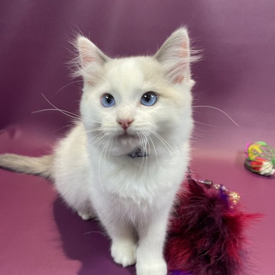 chaton Ragdoll blue point bicolor Uderzo Les Ragdolls de la Croisette