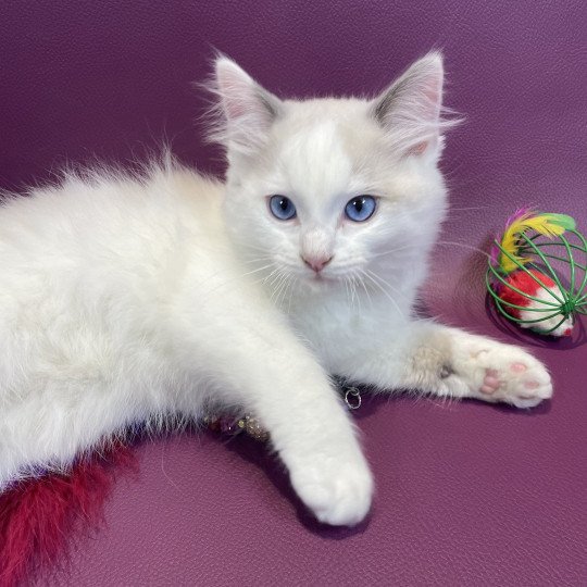 chaton Ragdoll blue point bicolor Uderzo Les Ragdolls de la Croisette