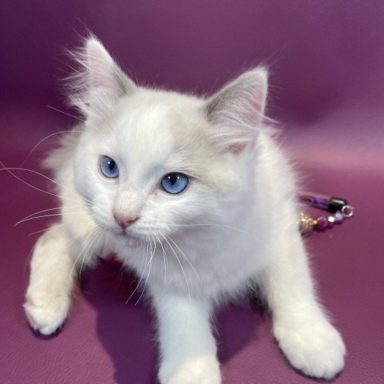 chaton Ragdoll blue point bicolor Uderzo Les Ragdolls de la Croisette