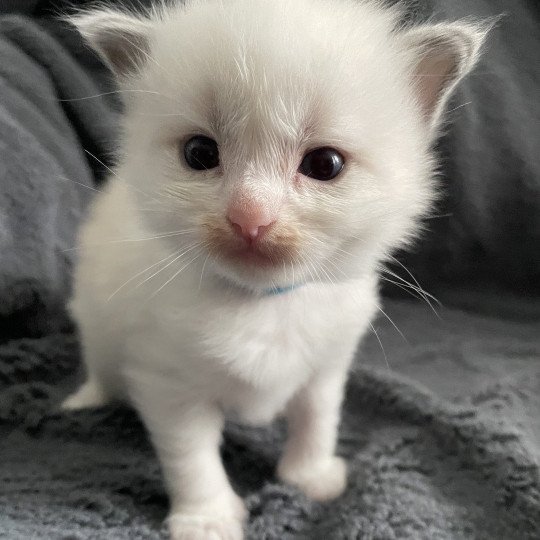 chaton Ragdoll bleu Les Ragdolls de la Croisette