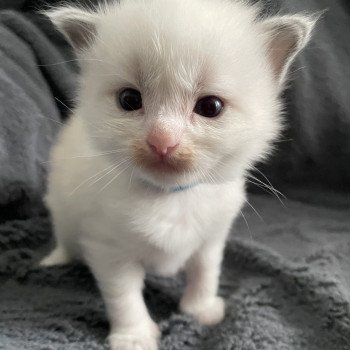 chaton Ragdoll bleu Les Ragdolls de la Croisette chaton Ragdoll bleu Les Ragdolls de la Croisette