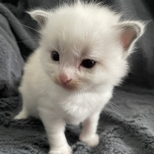 chaton Ragdoll bleu Les Ragdolls de la Croisette