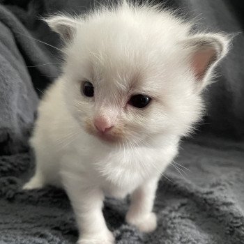 chaton Ragdoll bleu Les Ragdolls de la Croisette chaton Ragdoll bleu Les Ragdolls de la Croisette