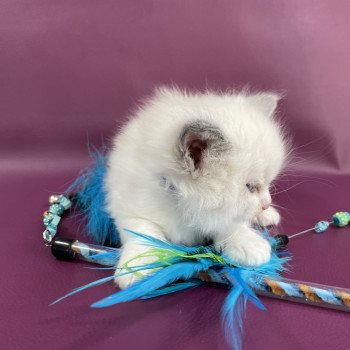 chaton Ragdoll bleu Les Ragdolls de la Croisette chaton Ragdoll bleu Les Ragdolls de la Croisette