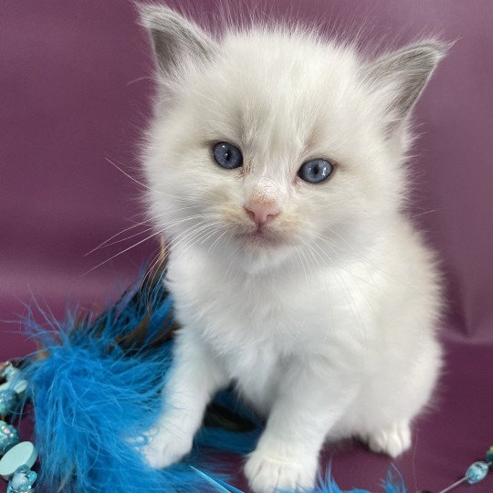 chaton Ragdoll bleu Les Ragdolls de la Croisette