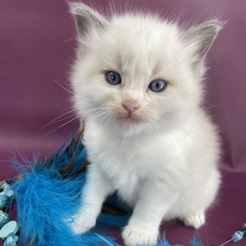 chaton Ragdoll bleu Les Ragdolls de la Croisette chaton Ragdoll bleu Les Ragdolls de la Croisette