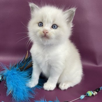 chaton Ragdoll bleu Les Ragdolls de la Croisette chaton Ragdoll bleu Les Ragdolls de la Croisette