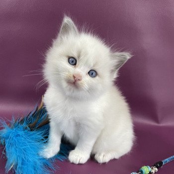 chaton Ragdoll bleu Les Ragdolls de la Croisette chaton Ragdoll bleu Les Ragdolls de la Croisette