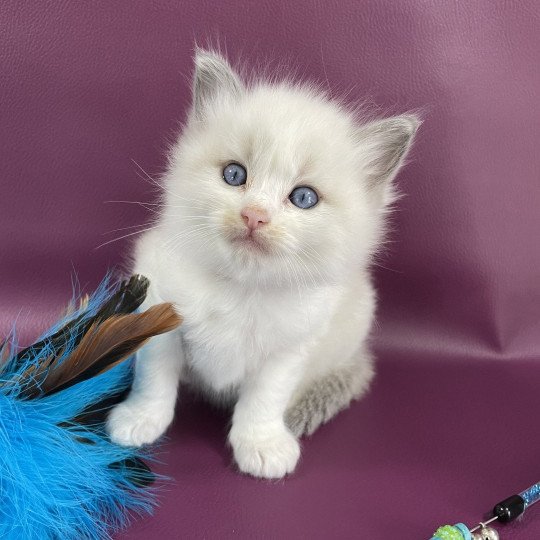 chaton Ragdoll bleu Les Ragdolls de la Croisette