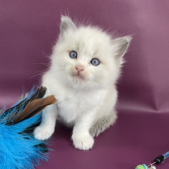 chaton Ragdoll bleu Les Ragdolls de la Croisette chaton Ragdoll bleu Les Ragdolls de la Croisette