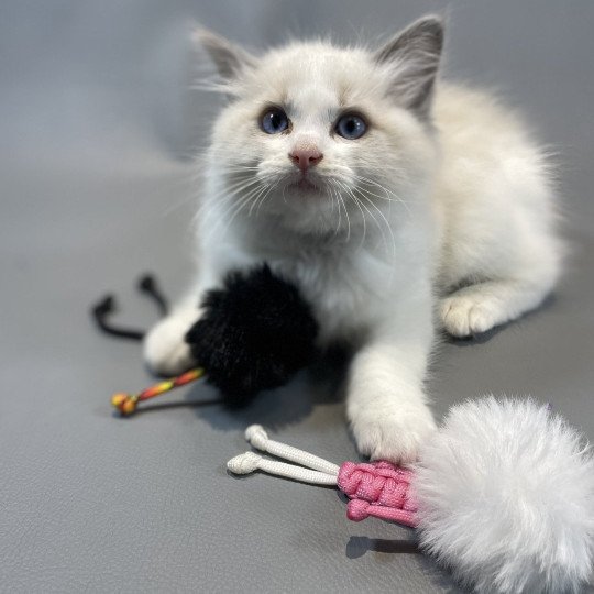 chaton Ragdoll blue point bicolor X'Bacchus Les Ragdolls de la Croisette