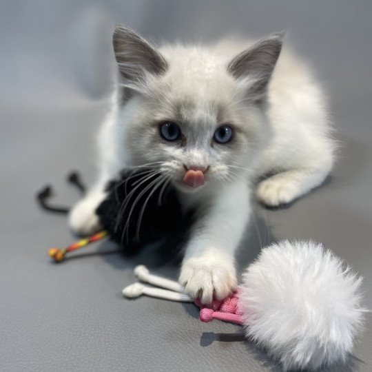 chaton Ragdoll blue point bicolor X'Bacchus Les Ragdolls de la Croisette