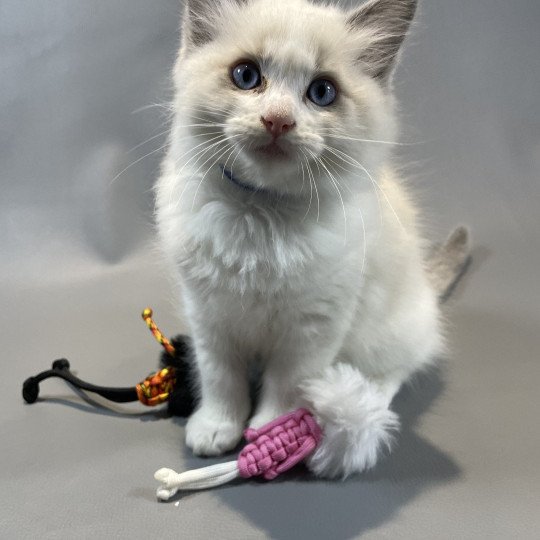 chaton Ragdoll blue point bicolor X'Bacchus Les Ragdolls de la Croisette
