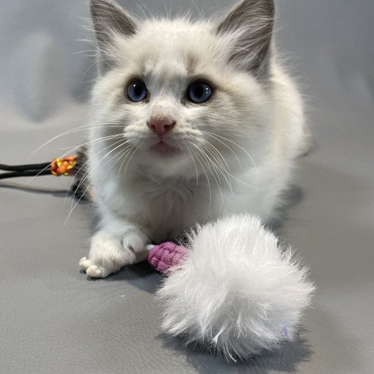 chaton Ragdoll blue point bicolor X'Bacchus Les Ragdolls de la Croisette
