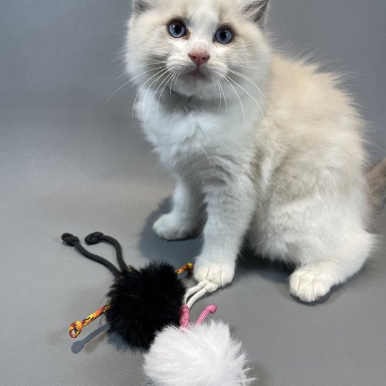 chaton Ragdoll blue point bicolor X'Bacchus Les Ragdolls de la Croisette
