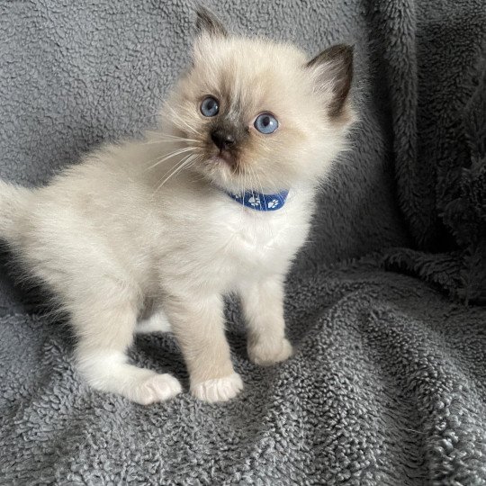 chaton Ragdoll seal point mitted bleu Les Ragdolls de la Croisette
