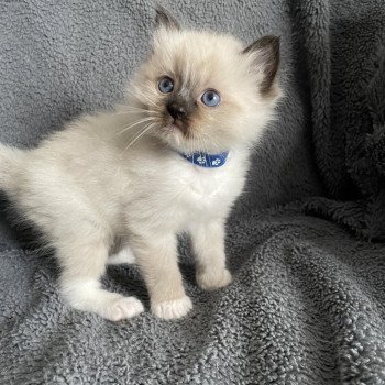 chaton Ragdoll seal point mitted bleu Les Ragdolls de la Croisette chaton Ragdoll seal point mitted bleu Les Ragdolls de la Croisette