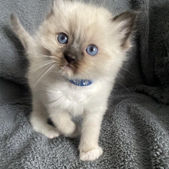chaton Ragdoll seal point mitted bleu Les Ragdolls de la Croisette