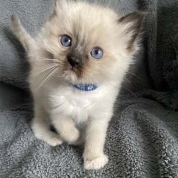 chaton Ragdoll seal point mitted bleu Les Ragdolls de la Croisette chaton Ragdoll seal point mitted bleu Les Ragdolls de la Croisette