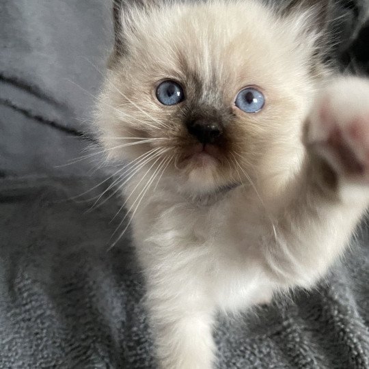 chaton Ragdoll seal point mitted bleu Les Ragdolls de la Croisette