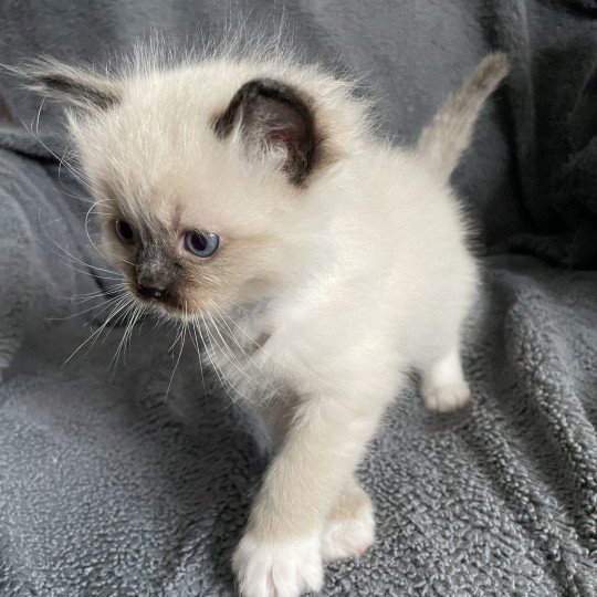 chaton Ragdoll seal point mitted bleu Les Ragdolls de la Croisette