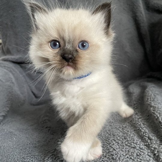 chaton Ragdoll seal point mitted bleu Les Ragdolls de la Croisette