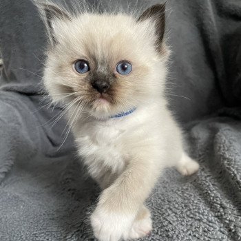 chaton Ragdoll seal point mitted bleu Les Ragdolls de la Croisette chaton Ragdoll seal point mitted bleu Les Ragdolls de la Croisette