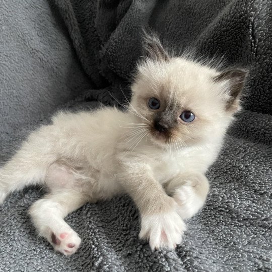 chaton Ragdoll seal point mitted bleu Les Ragdolls de la Croisette