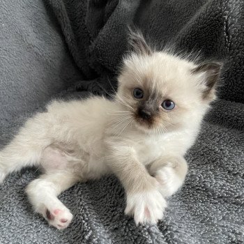chaton Ragdoll seal point mitted bleu Les Ragdolls de la Croisette chaton Ragdoll seal point mitted bleu Les Ragdolls de la Croisette