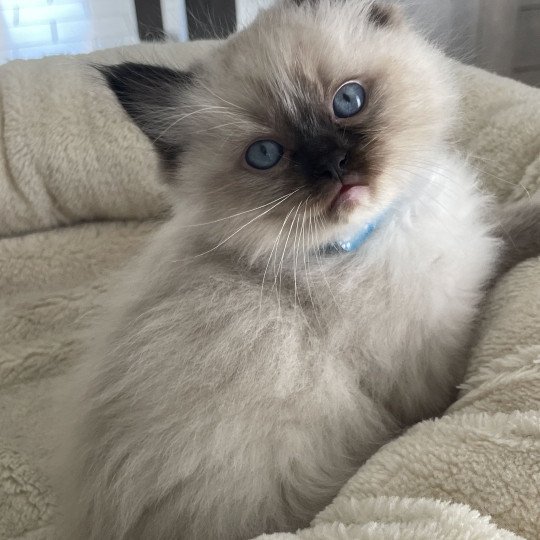 chaton Ragdoll seal point mitted bleu Les Ragdolls de la Croisette
