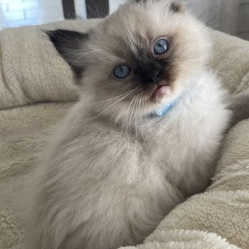 chaton Ragdoll seal point mitted bleu Les Ragdolls de la Croisette chaton Ragdoll seal point mitted bleu Les Ragdolls de la Croisette