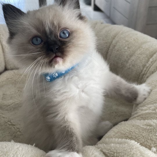 chaton Ragdoll seal point mitted bleu Les Ragdolls de la Croisette