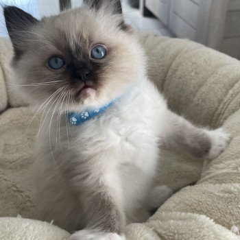 chaton Ragdoll seal point mitted bleu Les Ragdolls de la Croisette chaton Ragdoll seal point mitted bleu Les Ragdolls de la Croisette