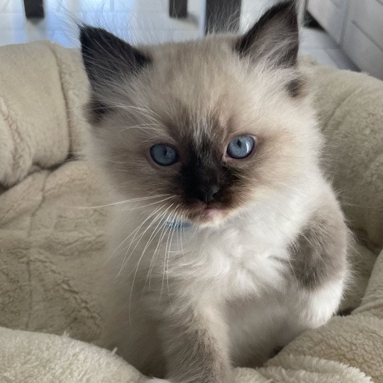 chaton Ragdoll seal point mitted bleu Les Ragdolls de la Croisette