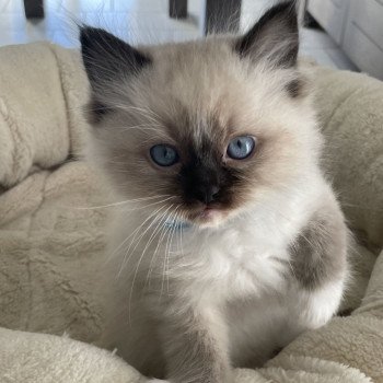 chaton Ragdoll seal point mitted bleu Les Ragdolls de la Croisette chaton Ragdoll seal point mitted bleu Les Ragdolls de la Croisette