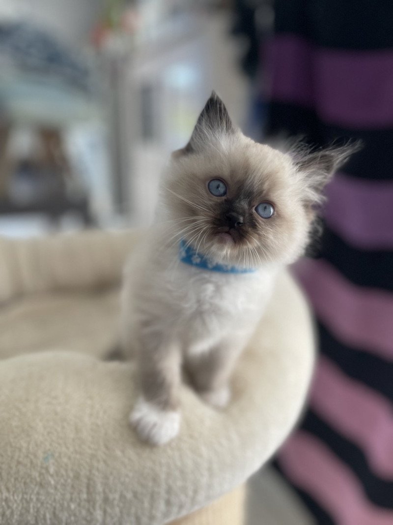 Aldo bleu De La Croisette Mâle Ragdoll