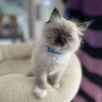Aldo bleu De La Croisette Mâle Ragdoll