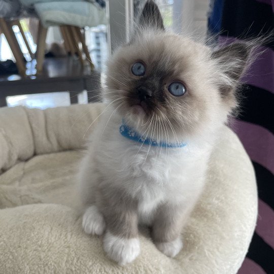 chaton Ragdoll seal point mitted bleu Les Ragdolls de la Croisette